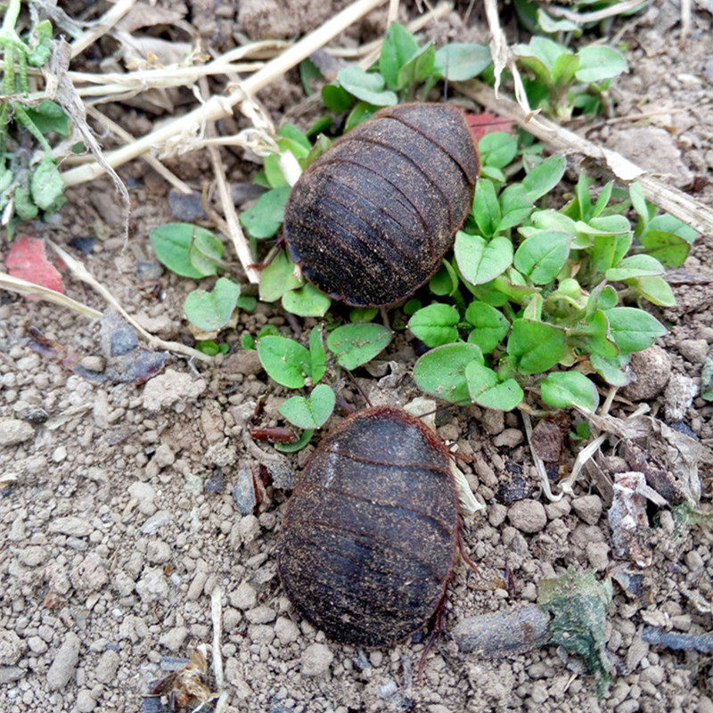 土元 活体土元活土鳖虫活土鳖子土元养殖可产卵 媲美金蝉知了猴