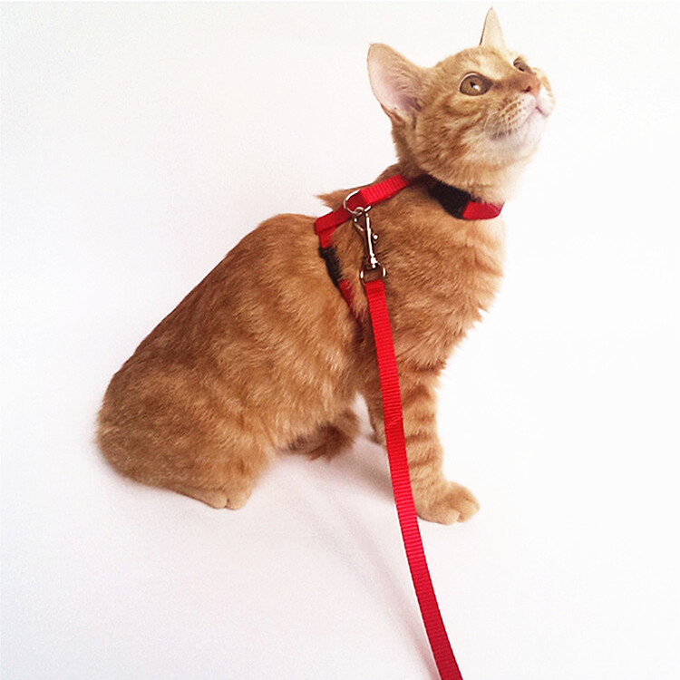 特价 宠物猫胸背带猫咪牵引绳拴猫绳溜猫绳子猫链子工字型胸背带