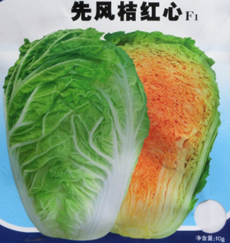 【口感好】先风桔红心白菜种子 大白菜 桔红瓤 可凉拌 耐储运