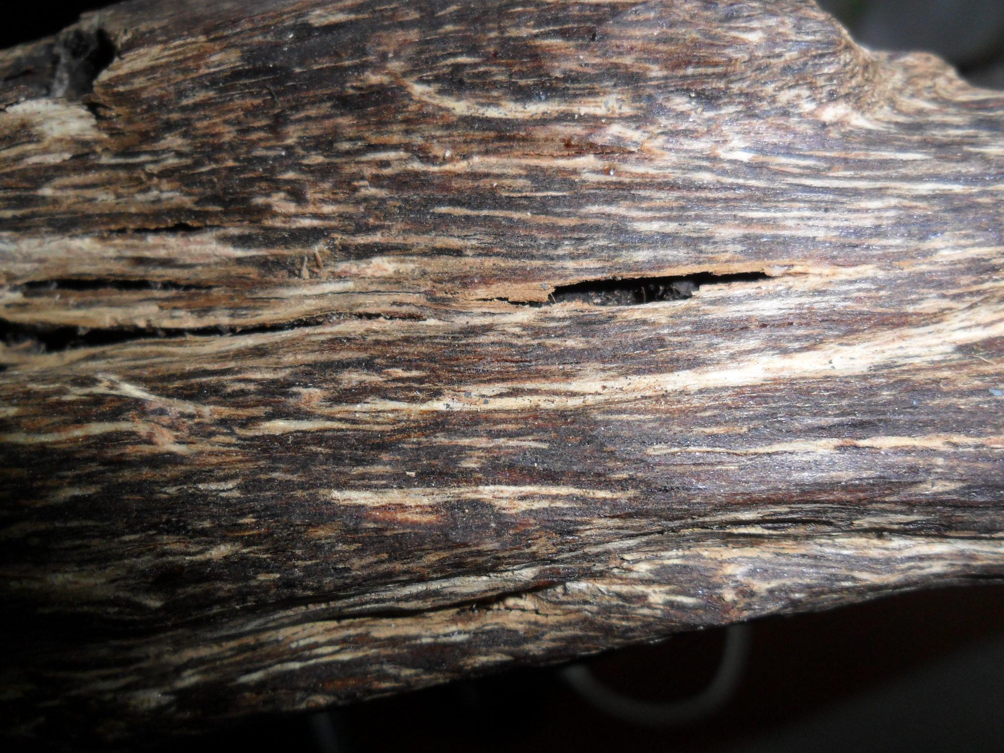 天然莞香国香沉香虫漏虫眼熏香料香熏线香原材上炉爆发力强甜美香