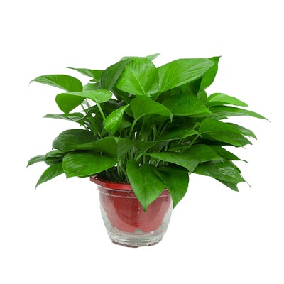 绿萝批发室内常绿叶盆栽大叶绿萝绿植吸甲醛吊兰植物花卉盆栽绿箩