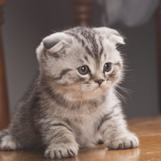 活体宠物纯种苏格兰折耳猫超级精品折耳猫 3