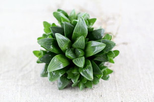 盆栽 绿怡 多肉植物 康氏十二卷 春庭乐 绿色植物盆栽防辐射 大株