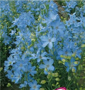 种子 彩包5 蓝精灵飞燕草]花种子 a172 花穗大