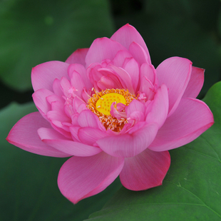 水生lantern)1粒 夏季耐热水生花卉*碗莲种子*红灯笼*(red