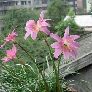 球根花卉粉色大花韭蘭(風雨蘭)別名紅花蔥蘭韭菜蘭小球根次年開花