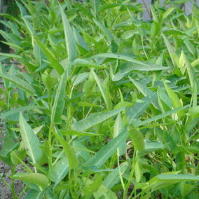 柳葉空心菜種子 蕹菜 蔬菜籽 陽臺種菜 盆栽 春夏播種