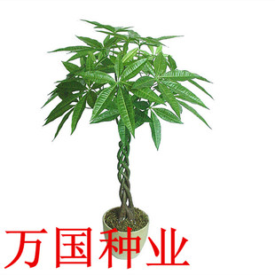 摇钱树 象征荣华富贵财源滚滚开业送礼 大型客厅绿色植物花摇钱树大