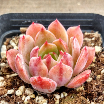 进口萱萱多肉【圣路易斯】绿植 花卉 吸甲醛防辐射 盆栽 多肉批发