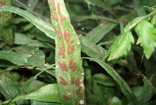 春雨芳过桥草 还阳草 马蹬草 50g