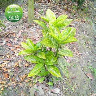 花葉 蕭山花木城 批發庭院花葉珊瑚小苗四季常青 綠化樹苗灑金珊瑚苗