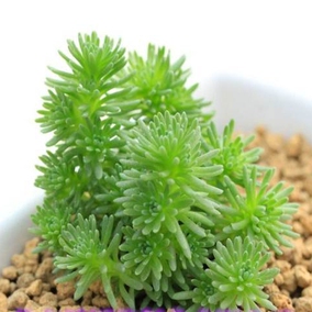 [满百包邮]雷童 白鸟 条纹二十 松球老桩 多肉植物 拼盆神器 多肉