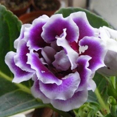 紫色盆栽花图片及名称图片