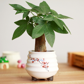 驚鴻室內花草植物綠植盆栽小發財樹彩陶花盆發財樹盆栽防輻射