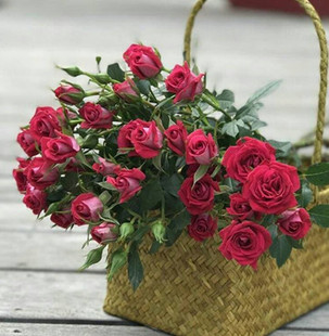 云南昆明鲜切花波塞尼娜多头玫瑰多头香槟红玫瑰一扎10支特价包邮