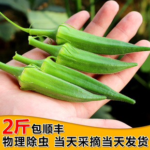 华盛农庄新鲜黄秋葵 2斤包顺丰 现摘羊角豆/咖啡黄葵/毛茄