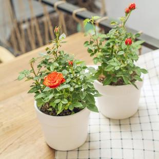 珍珠玫瑰花迷你月季玫瑰花苗盆景室内办公桌观花花卉庭院阳台植物