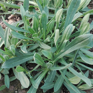 山东农家自挖野菜 新鲜野菜现卖现挖柳叶菜面条菜 纯天然野菜包邮