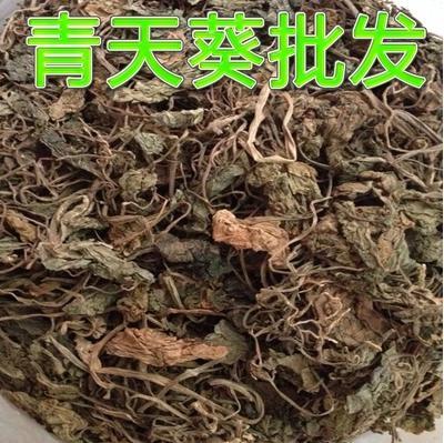 青天葵草 独叶莲 半边伞 坠千斤 中草药材 500克130元包邮