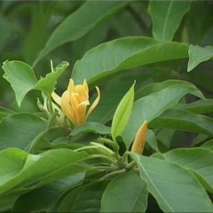 黄兰种子 黄角兰种子 黄玉兰 黄缅桂 大黄桂 黄葛兰种子98元500g