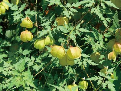 新鲜现采野生倒地铃白心籽心豆藤假苦瓜,风船葛带藤苦楝可发顺丰