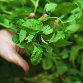 春木家 沉香醇百里香纯露500ml 敏感肌 控油 平衡 温和抑痘 包邮