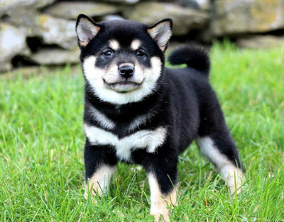 纯种日本柴犬黑色幼犬三色狗狗豆柴呆萌可爱皮实好养血统纯正活体