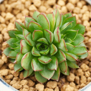 真美多肉 柠檬绿茶 多肉植物进口已售25件