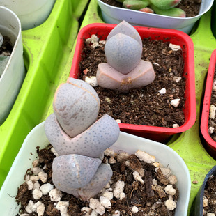 绿植 妖玉生石花多肉屁股石生花石头 一物一拍 多肉植物大棚肉肉绿植