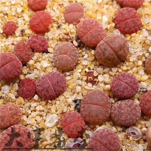 石榴 番杏科 紫石榴玉 生石花 c393a 1颗 大宇