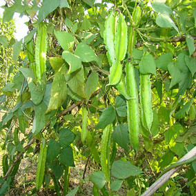 四棱豆种子杨桃豆四角豆翼豆种子蔬菜20元包邮140粒左右包邮