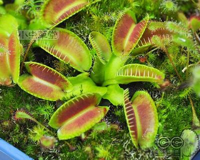 食虫植物-异形捕蝇草(dm.alien)稀有品种食虫草食人花苗小虫草堂