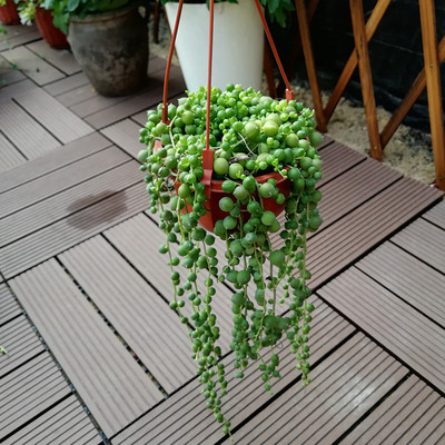 佛珠吊兰 情人泪 圆佛珠 翡翠珠 长藤情人泪 易养多肉类 2盆包邮