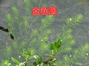 【缺貨】水草植物水草苗金魚藻沉水植物魚缸可放水草苗池塘淨化水