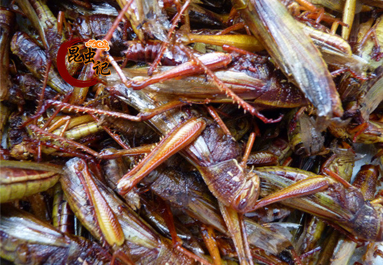 炸蹬倒山大蚂蚱 即食蚂蚱 野味虫子 昆虫记 100g