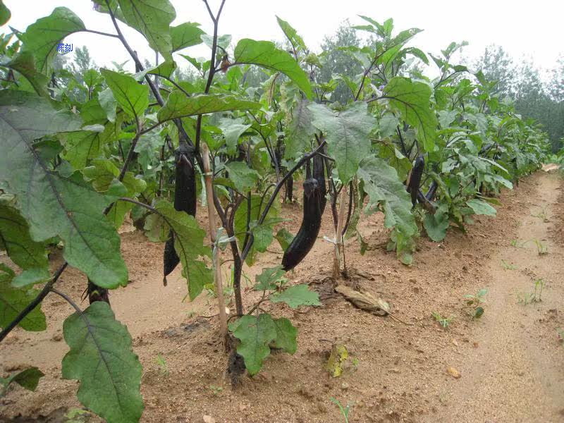 江南绿色土特产纯农家自制 妈妈制作美味干净卫生茄子干四份包邮