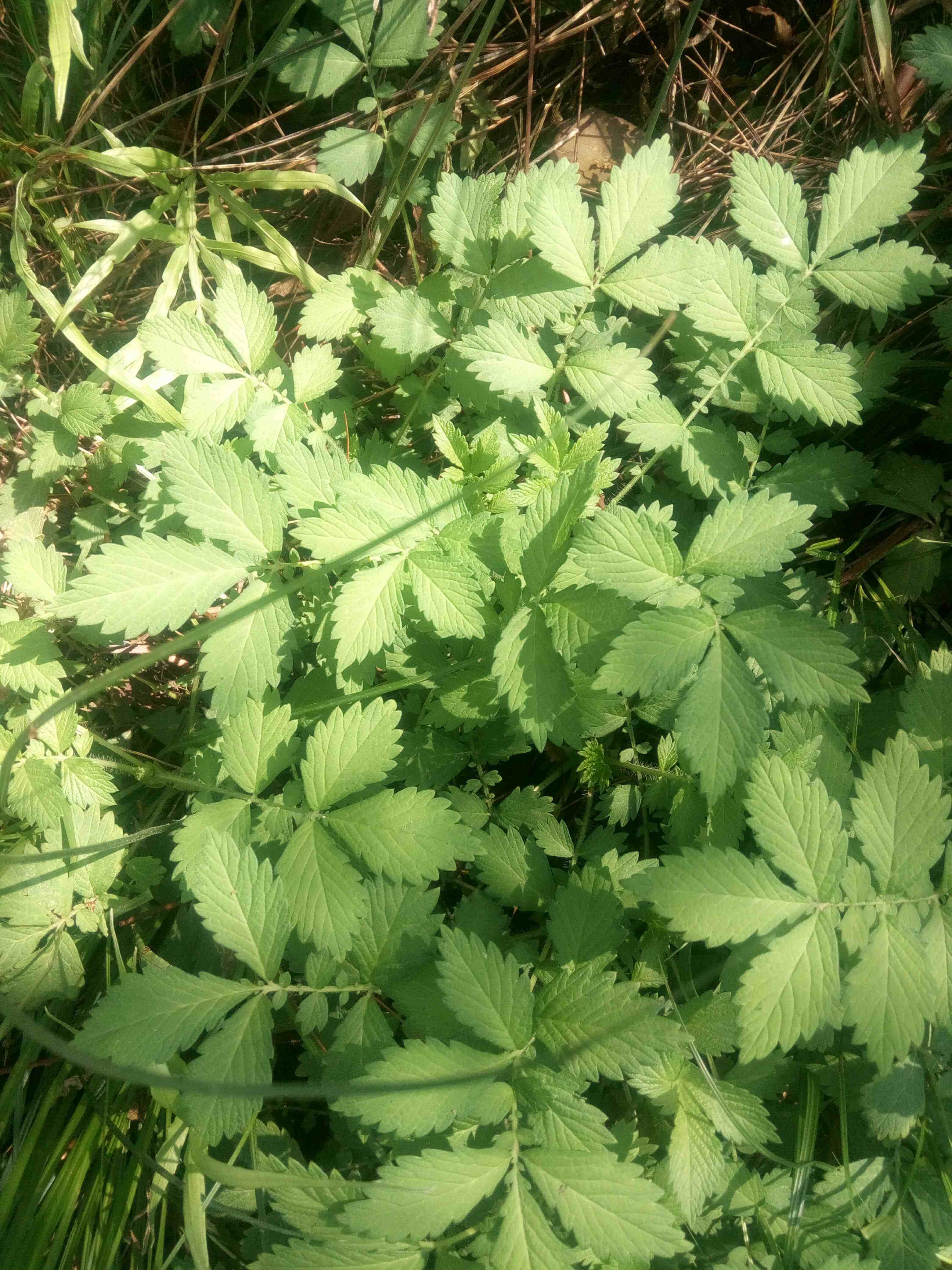 正品野生中药材仙鹤草脱力草鲜品500克