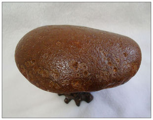 天然原石玛瑙切片 原色 天然象形图案 经典收藏 龟背纹