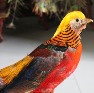 动物鸟类标本 高仿真红腹锦鸡标本家居办公酒店会所装饰品