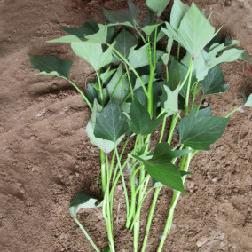 六鳌小番薯 红皮红心红薯地瓜 沙地地瓜台湾品种5斤装25-30个左右