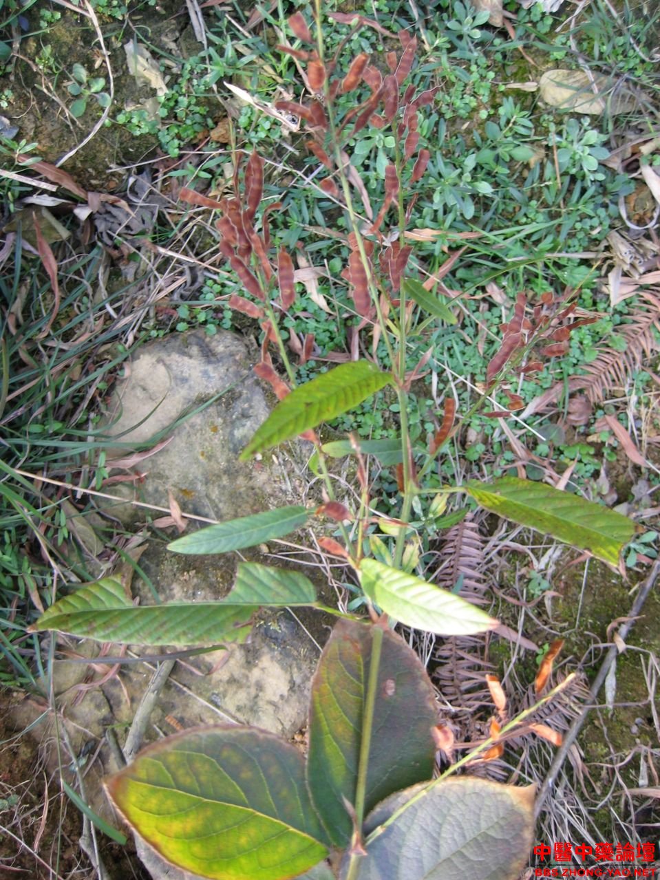 純正野生中草藥材葫蘆茶 牛蟲草 金劍草 螳螂草 幹品新貨