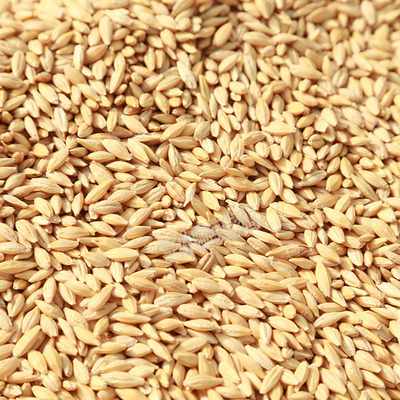 大麦种子大麦草种子 可以种大麦苗炒大麦茶青汁