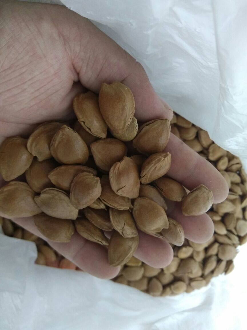 杏核手剥小杏核开口杏核杏仁500g两斤包邮杏核仁小个杏核开口笑