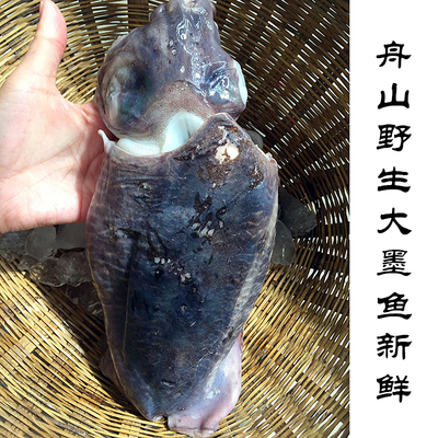 舟山野生墨鱼1斤2只左右 3斤起拍 可与其他鱼虾混拍