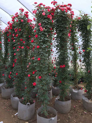 庭院花卉植物 藤本小女孩 多花藤本月季花苗月季 藤本蔷薇月季花