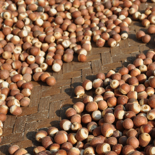 大个野生鸡头米 带皮的农家红芡实 难寻品质~没有臭味!200g