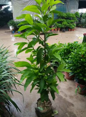 黄桷兰黄果兰黄角兰绿植室内盆栽办公室植物净化空气重庆同城花卉