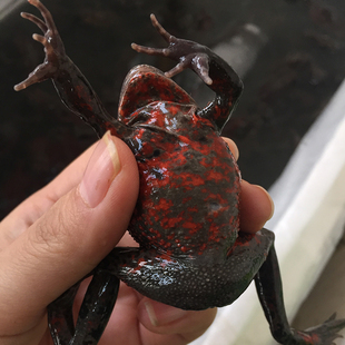 东北黑龙江林蛙鲜活体红肚皮母豹子大蛤蟆石雪蛤蟆蛤士蟆哈什蚂油