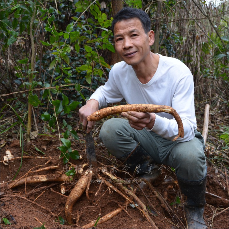 天然野生新鲜牛大力 正宗野生金钟根补身体强筋骨 山莲藕500g包邮