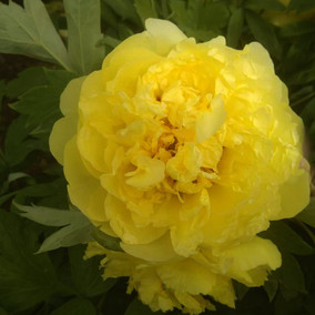 金黄色牡丹爱丽丝菏泽牡丹花苗牡丹苗大苗可庭院地栽阳台盆栽